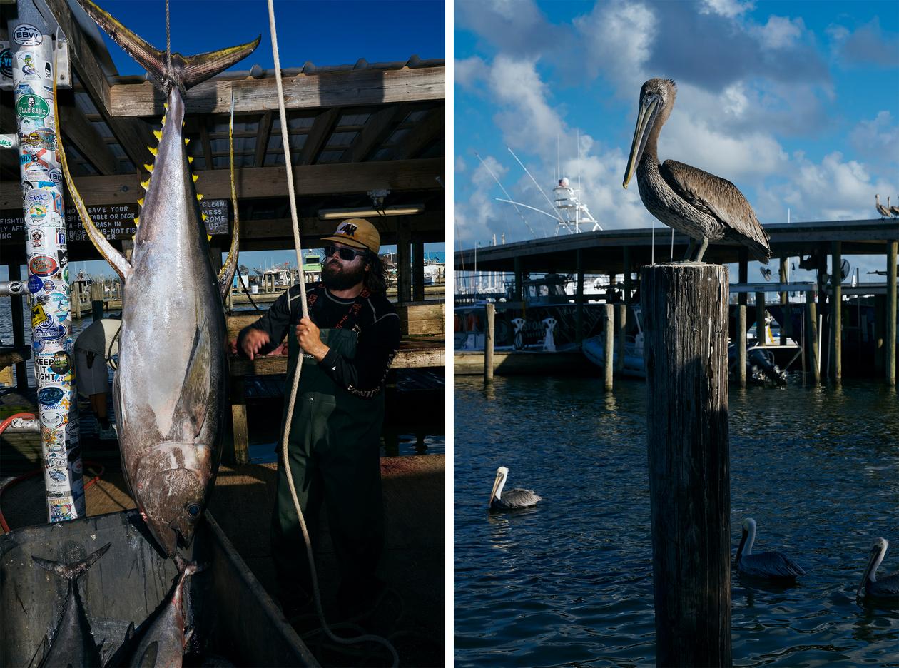 Roman Tujague, guide de pêche pour les touristes, à Venice (Louisiane). A droite : des pélicans, à Venice, le 27 octobre 2023.
