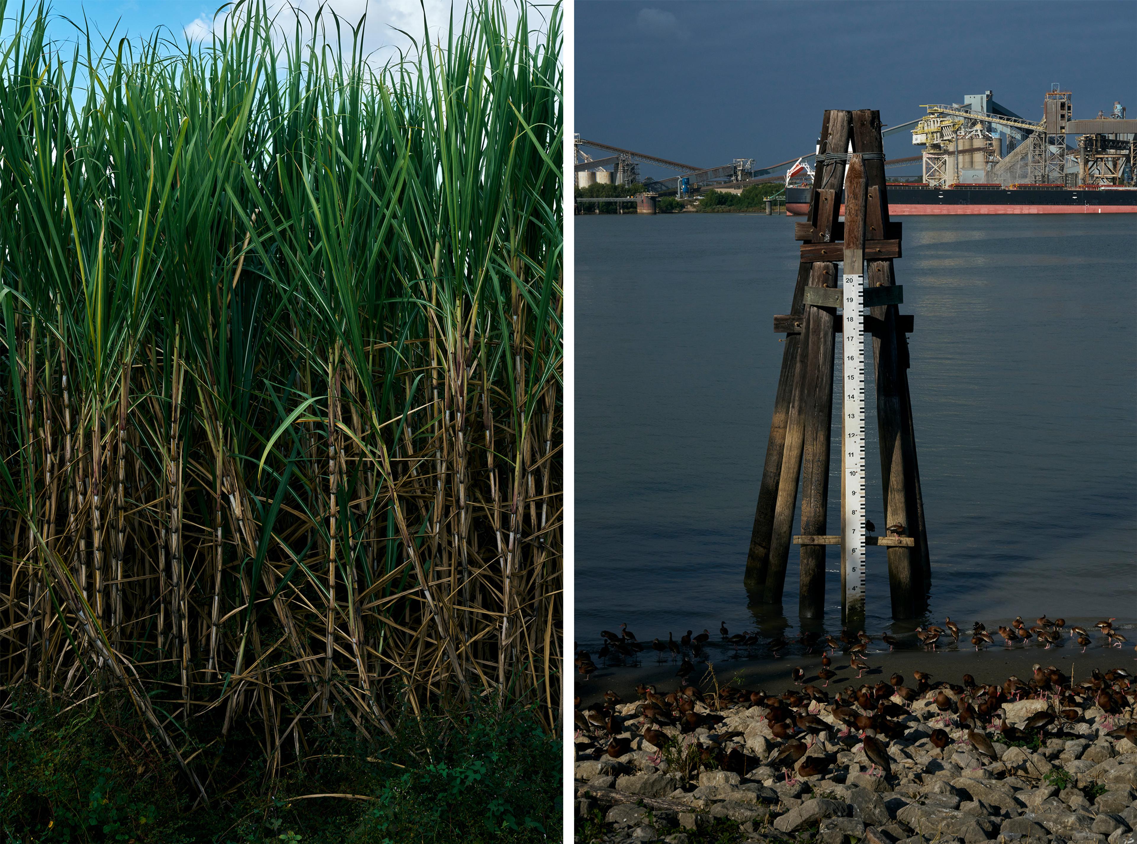 Des plants de canne à sucre. A droite : surveillance de la profondeur de l’eau à La Nouvelle-Orléans (Louisiane), le 28 octobre 2023.