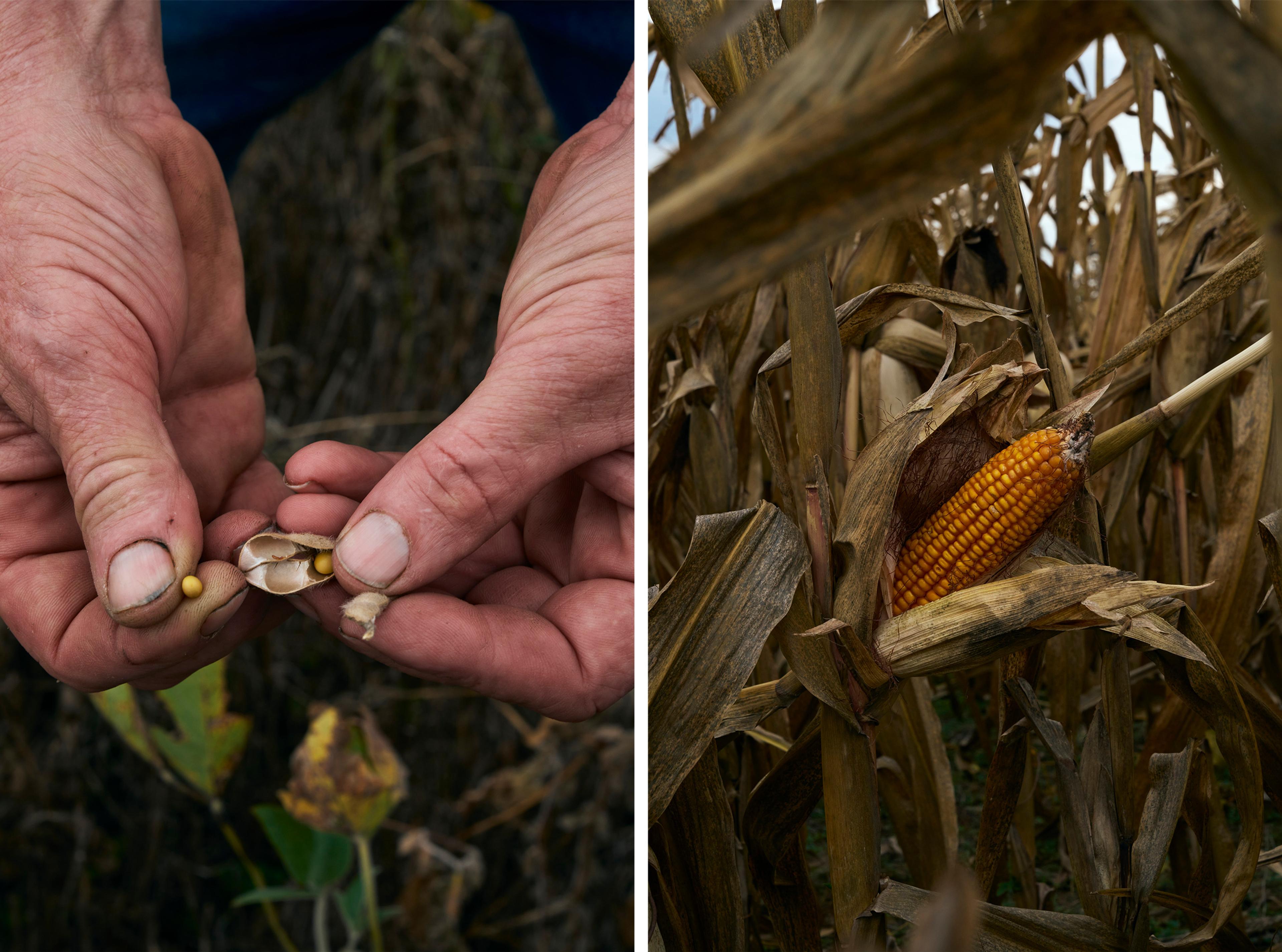 Dans une exploitation de Glendell H Farms, à Waterloo (Illinois).