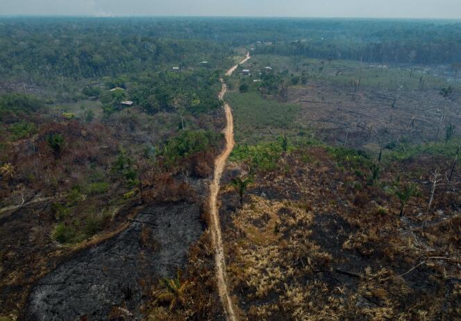 Árboles carbonizados después de que agricultores iniciaran incendios ilegales en Manaquiri, estado de Amazonas, Brasil, el 6 de septiembre de 2023.
