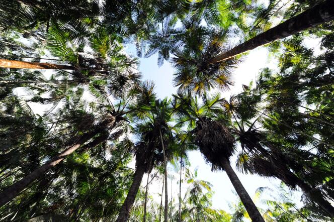 Des palmiers açaïs dans une zone de reboisement de la ferme de l’agriculteur brésilien Manoel José Leite, à Anapu, dans l’Etat du Para, dans le nord du Brésil, le 1ᵉʳ juin 2012. Cette exploitation agricole à faible émissions de carbone fait partie des projets environnementaux dans l’Etat de Para.