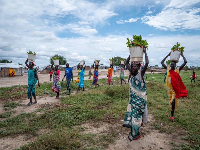 Après la collecte, les jacinthes sont séchées puis transformées en combustible par les femmes de la ville de Bentiu, dans le nord du Soudan du Sud, le 27 octobre 2023.
