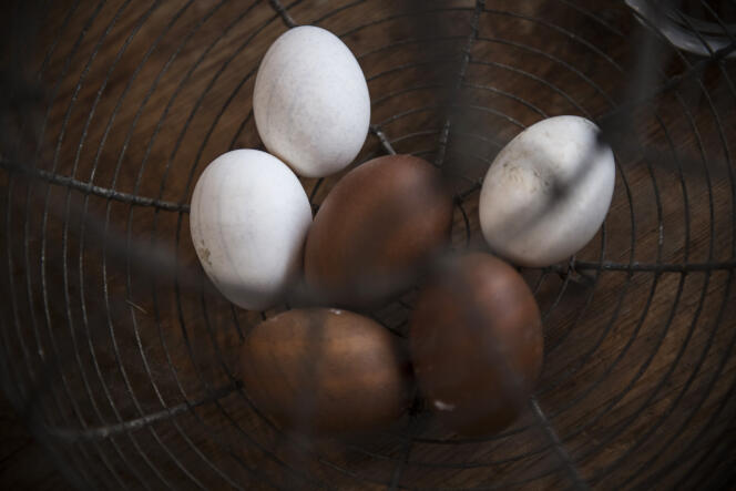 Des œufs ramassés dans le poulailler du restaurant Le Doyenné, à Saint-Vrain (Essonne), le 11 novembre 2022. 