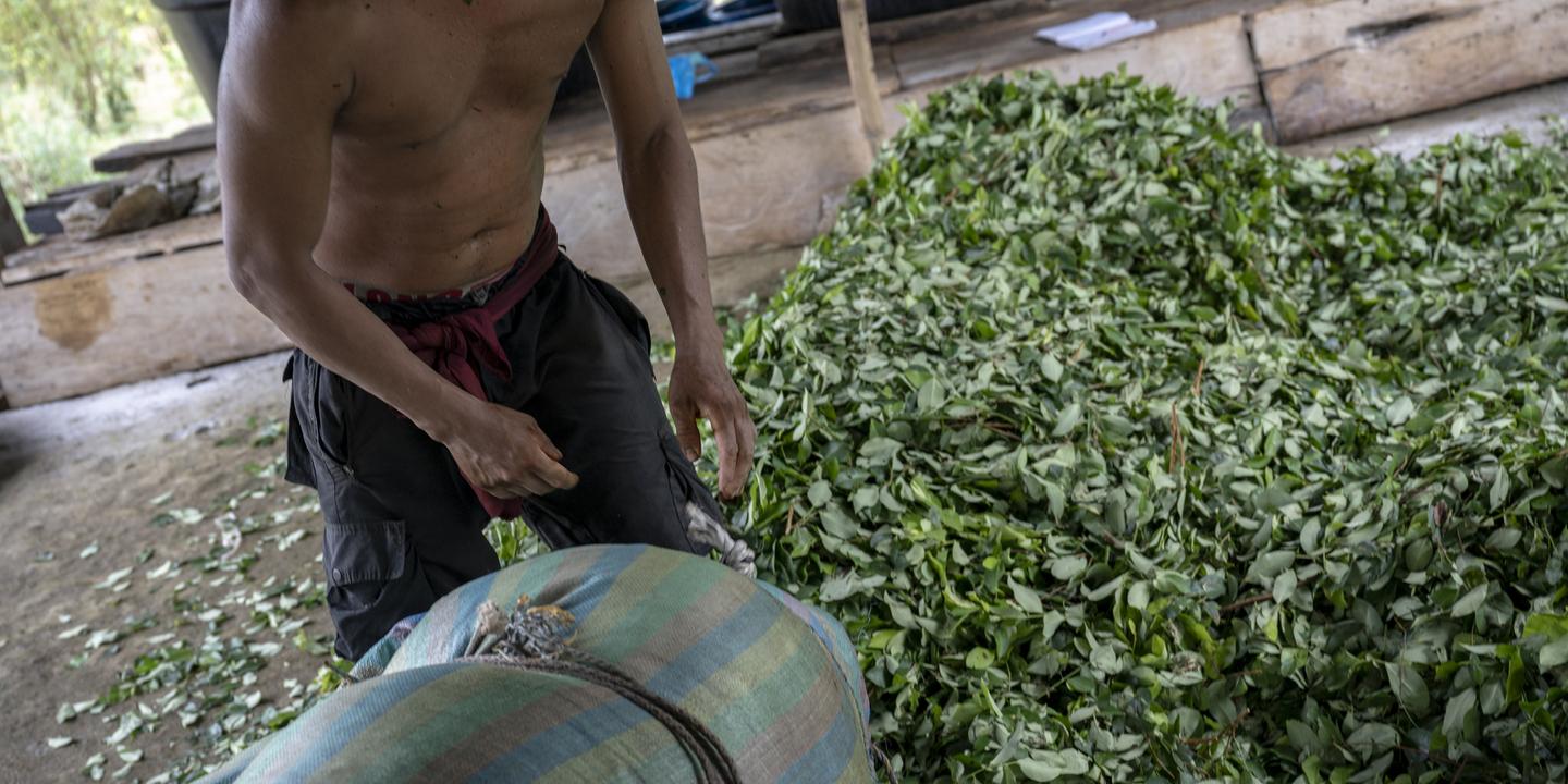 La Colombie reste sous l’emprise de la cocaïne