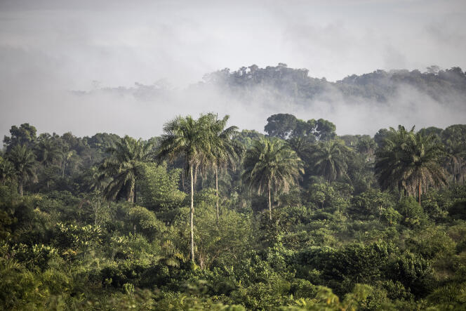 La forêt de Bopolu, Libéria, en novembre 2021.