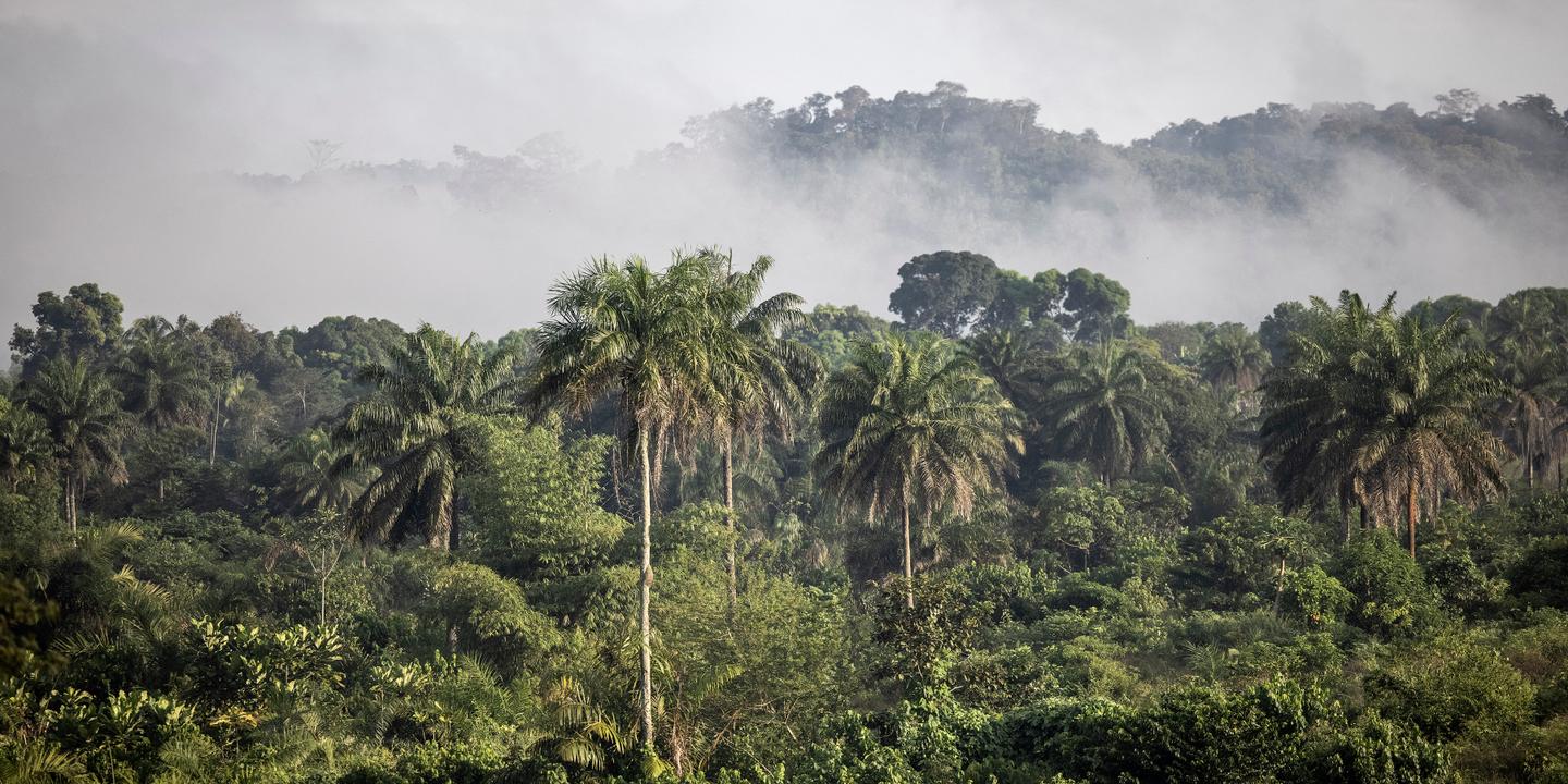 The United Arab Emirates takeover of African forests