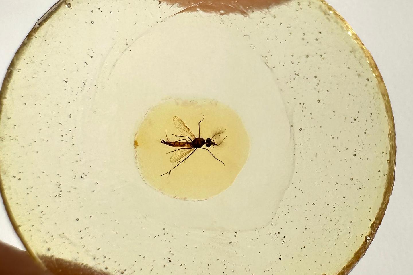 Male mosquitoes used to bite, too – around 145 million years ago