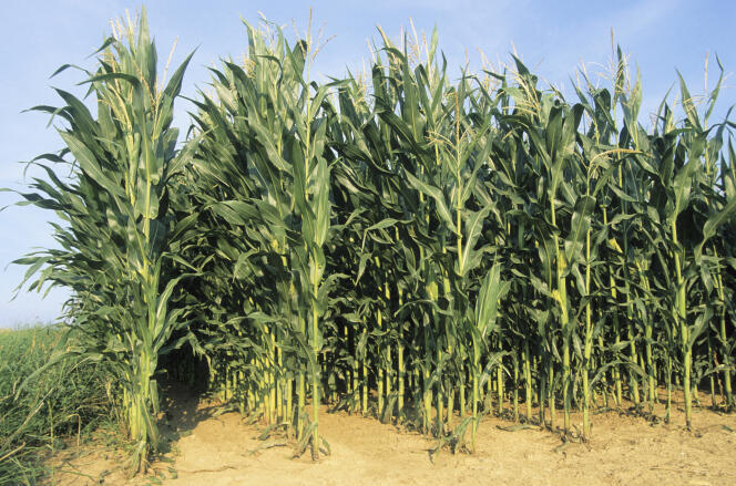 Un champ de maïs, en France, en 2005.
