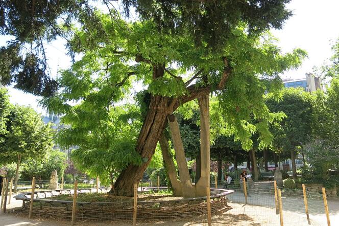 El algarrobo de la plaza René-Viviani, plantado en 1601, tiene fama de ser el árbol más antiguo de París, en el distrito 5, en 2016.