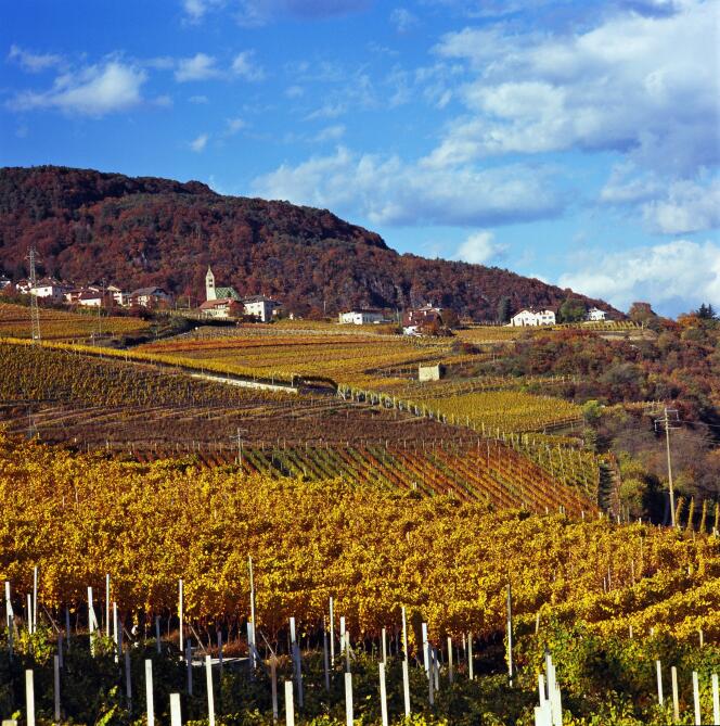 Vignes dans le Haut-Adige, en Italie.