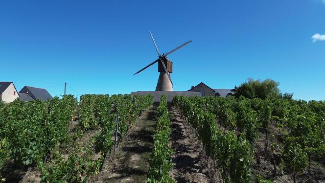 Derrière les vignes destinées à la fabrication du crémant de loire, le Moulin à vent de la Pinsonnerie, à Faye d’Anjou (Maine-et-Loire).