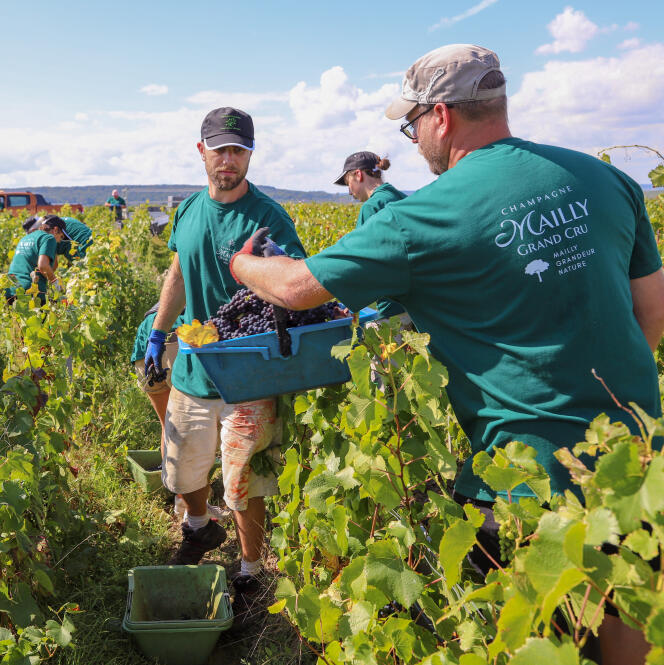 Des vignerons adhérents de la coopérative Mailly Grand Cru, et leur équipe de vendangeurs, lors de la récolte 2023, sur la parcelle « Les Baraquines » du village de Mailly-Champagne (Marne).