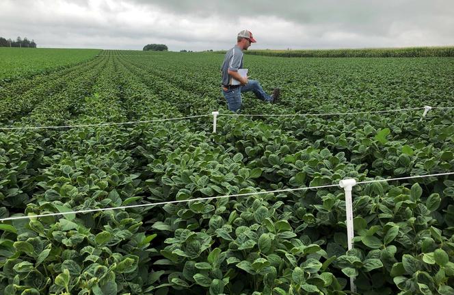 Un champ de soja est inspecté dans le cadre d’une enquête visant à déterminer si le désherbant Dicamba a dérivé de l’endroit où il a été pulvérisé, à Arlington (Etats-Unis), le 2 août 2018.