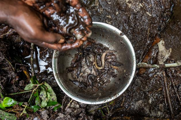 Fish, crabs, shrimps... As part of a tourist activity, women from the indigenous Bayaka ethnic group gather the spoils of traditional fishing in the buffer zone of the Dzanga-Sangha National Park in the Central African Republic.