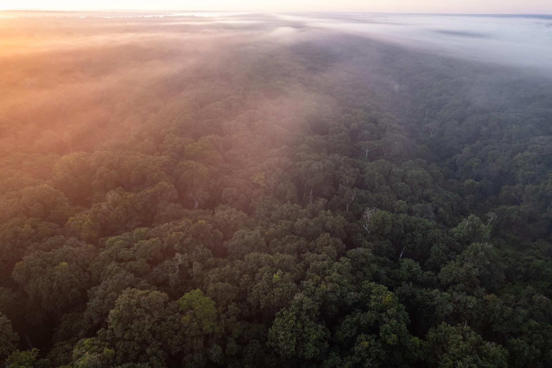 Thanks to their knowledge of the forest, the Bayaka enable biologists to find and study gorillas. Trackers also spot dangerous forest elephants. Without them, the biologists' work would be impossible.