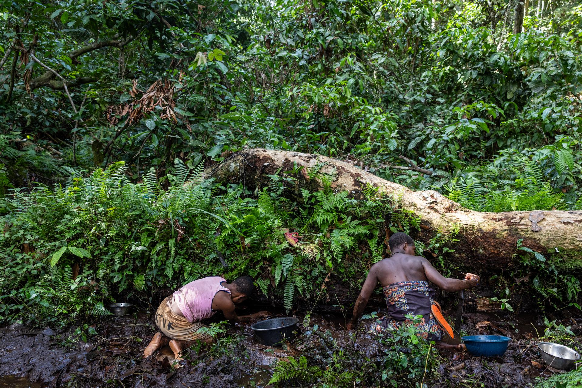As part of a tourist activity, Bayaka women engage in traditional fishing in the buffer zone of Dzanga-Sangha National Park, Central African Republic. The World Wildlife Fund (WWF), which manages Dzanga-Sangha, offers tourists the chance to immerse themselves in the Bayaka communities, providing an income for these often impoverished people.