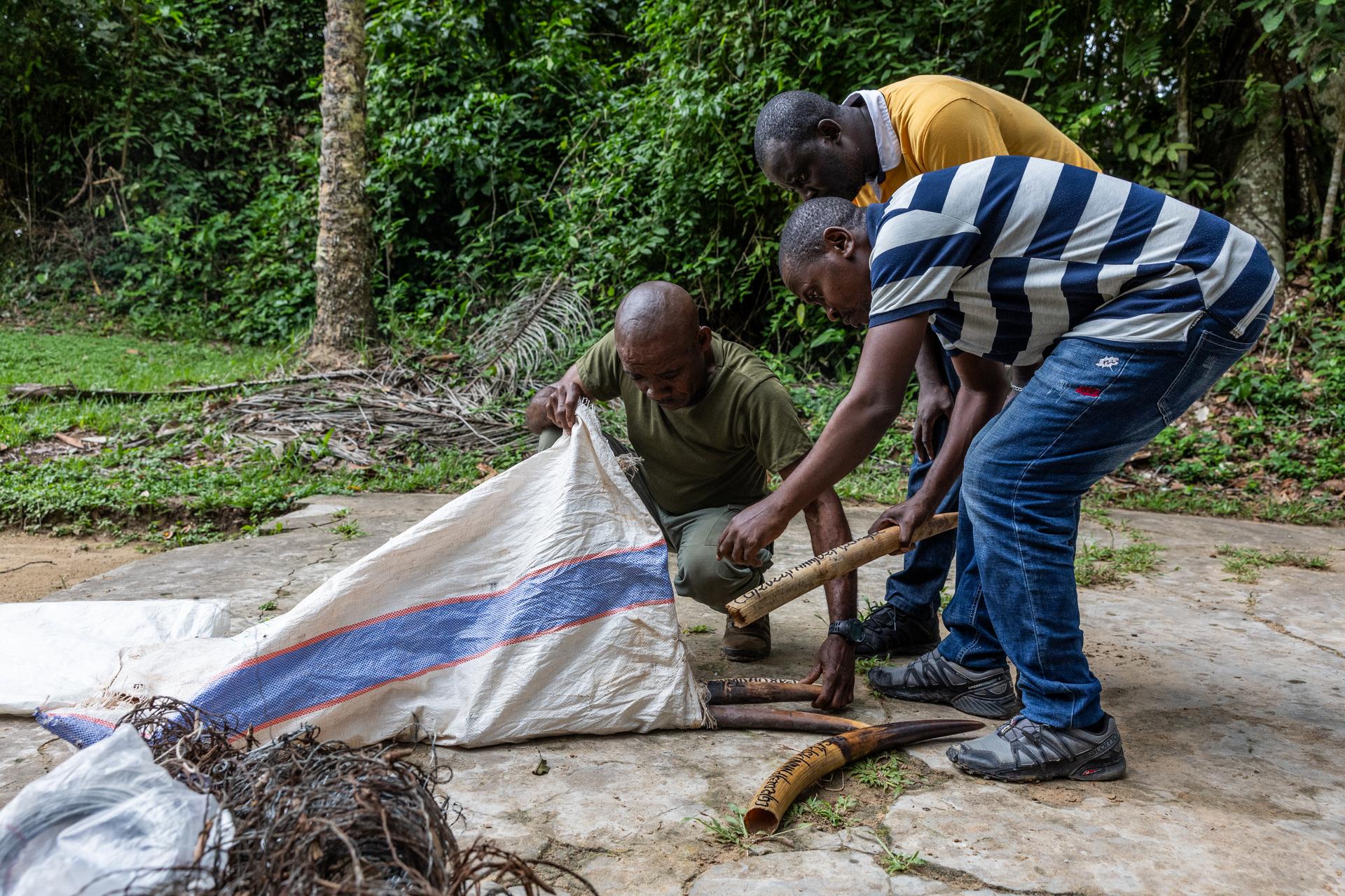 Native eco-guard Jean Lomé (left) packs away elephant tusks seized in Nouabalé-Ndoki National Park. 