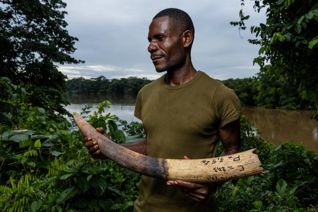 Jean Lomé, 37, an indigenous eco-guard at Nouabalé-Ndoki National Park since 2014, stands with an elephant tusk in front of the Sangha River in the village of Bomassa. "I'm proud to do this work. We Bayaka know the forest inside and out, and now WCS has included us in conservation efforts. We have become the equals of the Bantu."