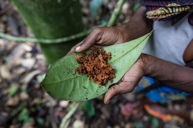 A woman collects the bark of a tree called Mobeyi, which is used to treat fractures, in the southwest of the Central African Republic.