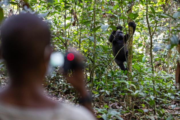Native trackers have also been trained to use cameras. They film the gorillas daily to collect data.
