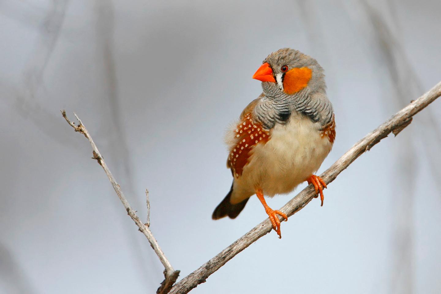 Why does this bird never stop singing?