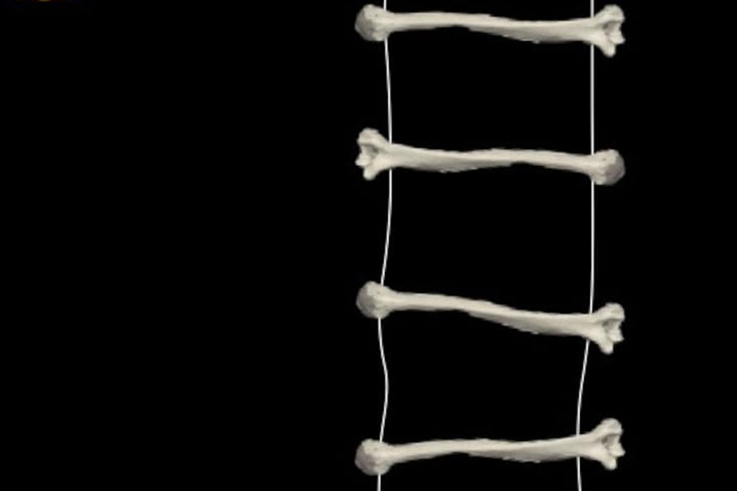 « Sur un os », de Ricardo Elias dans ce fossile vivant qu’est une prison « Sur un os », de Ricardo Elias dans ce fossile vivant qu’est une prison