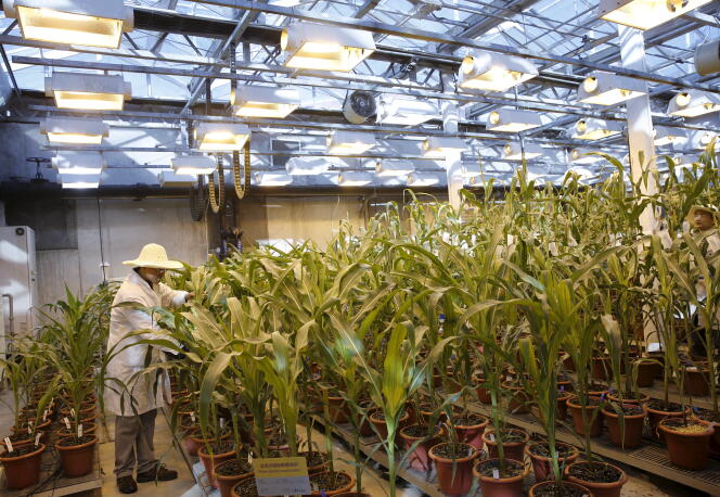 Un investigador revisa plantas de maíz en un invernadero que cultiva maíz natural y maíz genéticamente modificado en el Centro de Biotecnología Syngenta en Beijing, el 19 de febrero de 2016.