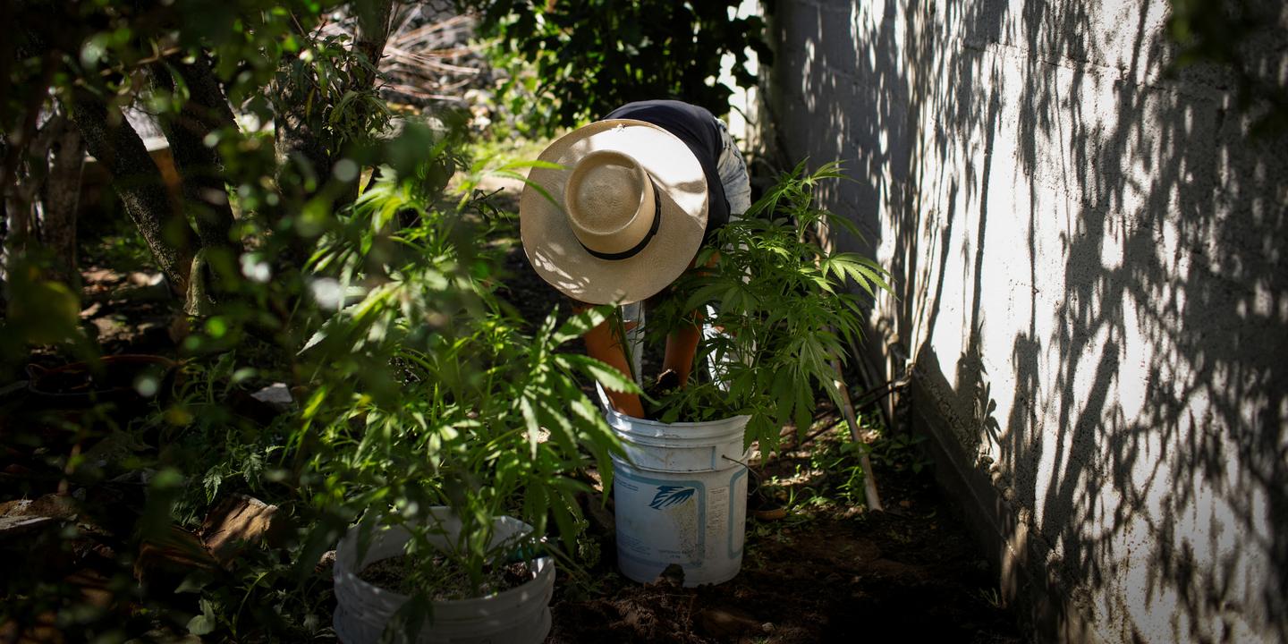 Mexico remains hazy on cannabis legalization