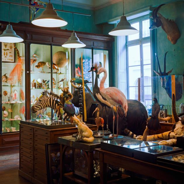 The "petite galerie" room with its display cases of shells and curiosities. Deyrolle, Paris, December 14, 2023.