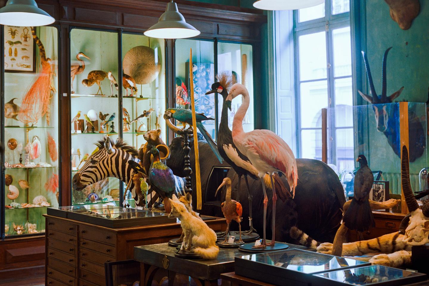 Stepping inside Paris's historic taxidermy paradise