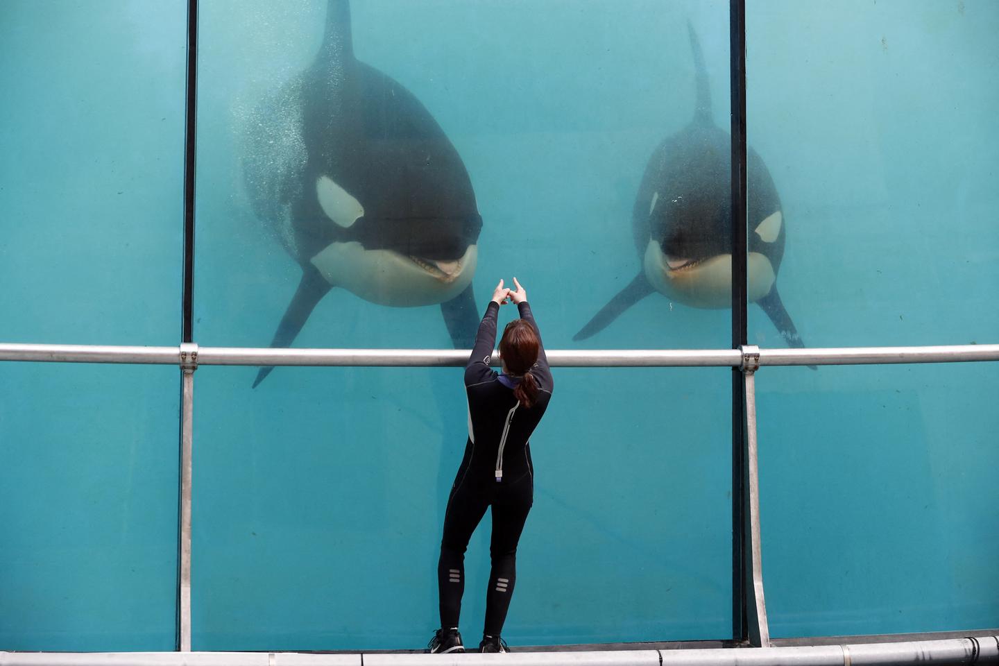 Animal rights associations fear French water park intends to send its three orcas abroad