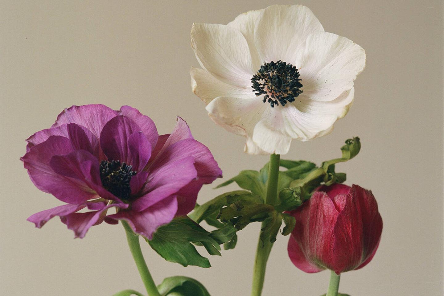Three flowers to brighten up your home this winter