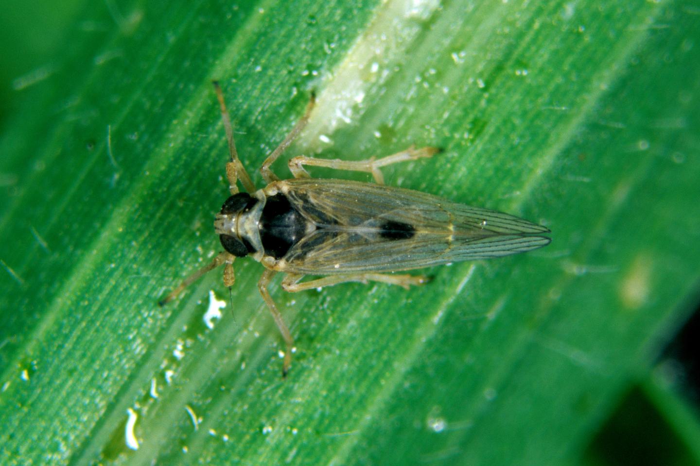 イネウイルスが昆虫に羽を生やす