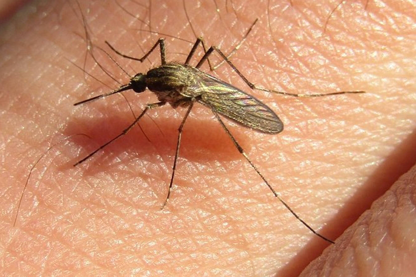 Argentina faces invasion of 'aggressive' mosquitoes
