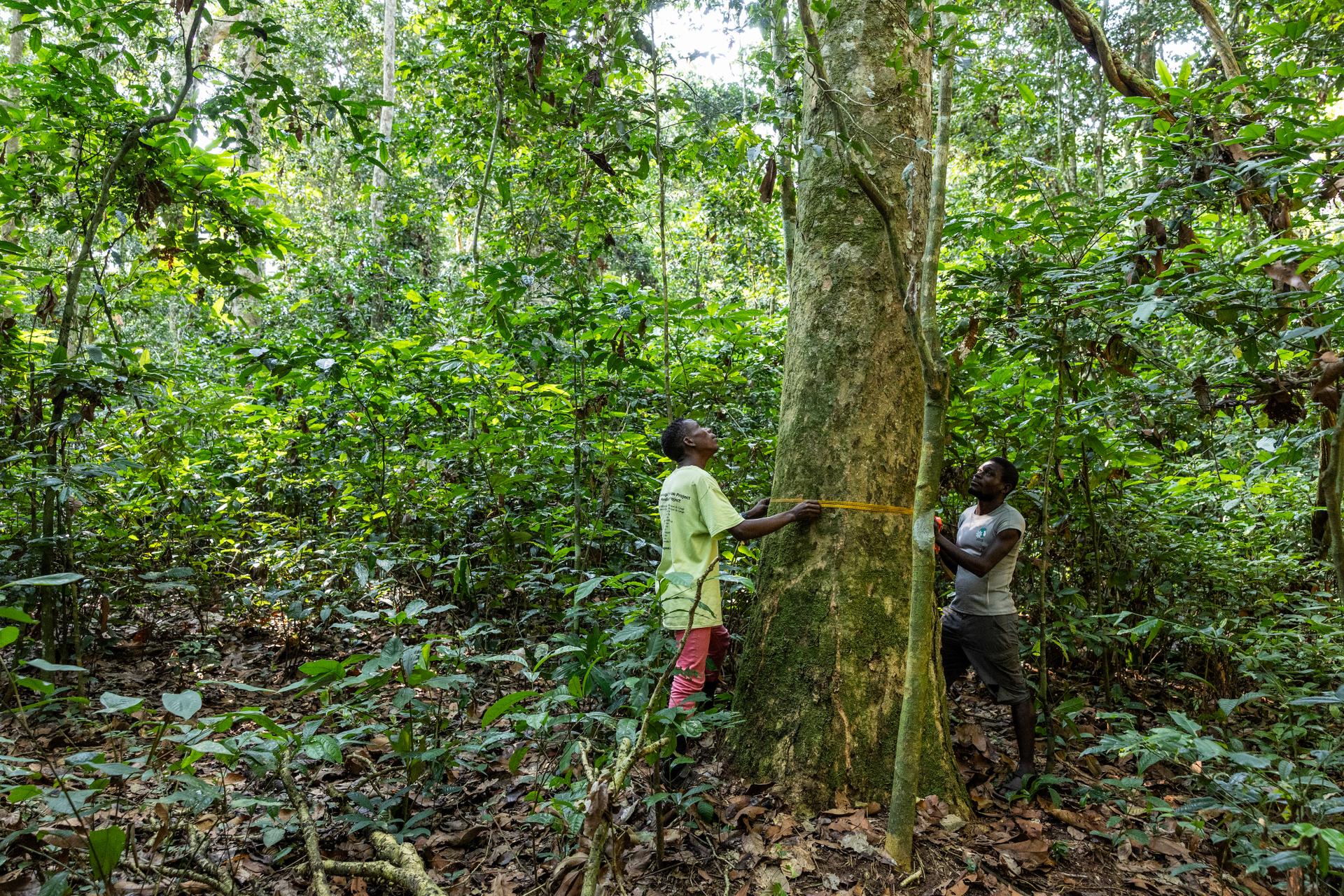 Research assistant Justin Ndambio (left) measures the circumference of a tree as part of a phenology study in the Nouabalé-Ndoki National Park (NNNP), Congo-Brazzaville. Once a tracker, Justin is now actively involved in scientific research, in a position that was previously inaccessible to local people.