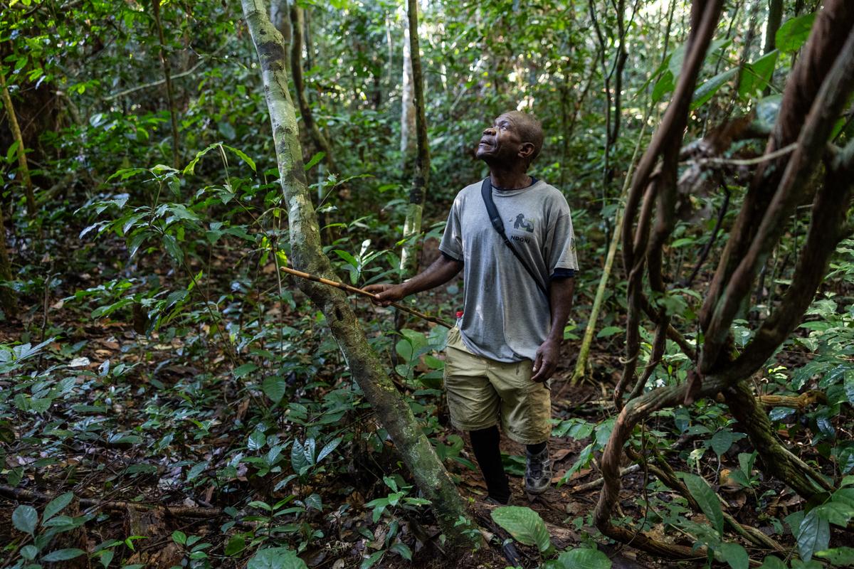Dominique Mamandele is one of the many indigenous trackers at the Mondika research station in the NNNP, Congo-Brazzaville.