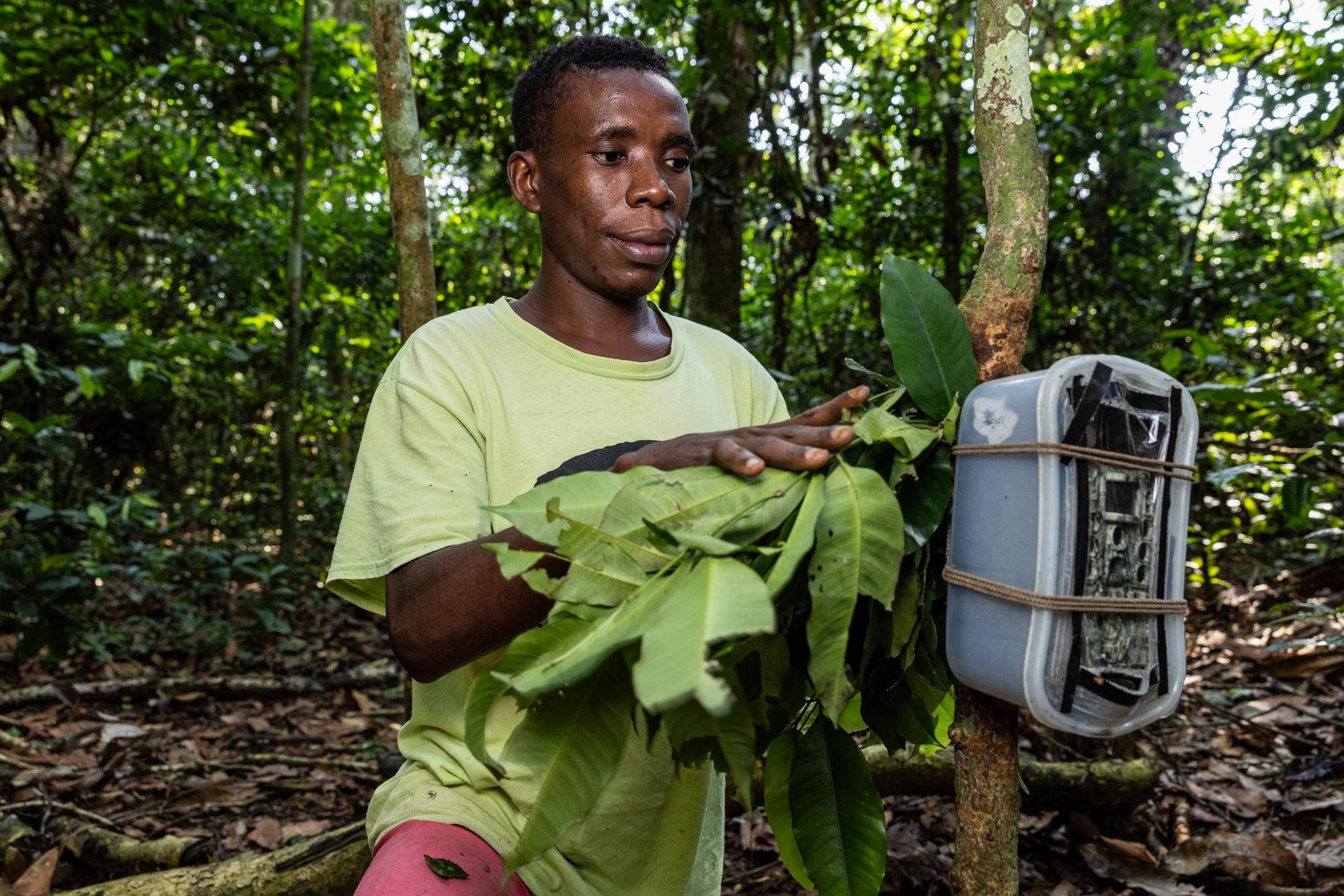 Research assistant Justin Ndambio sets up a camera trap to study chimpanzees in the Nouabalé-Ndoki National Park (NNNP), Congo-Brazzaville.