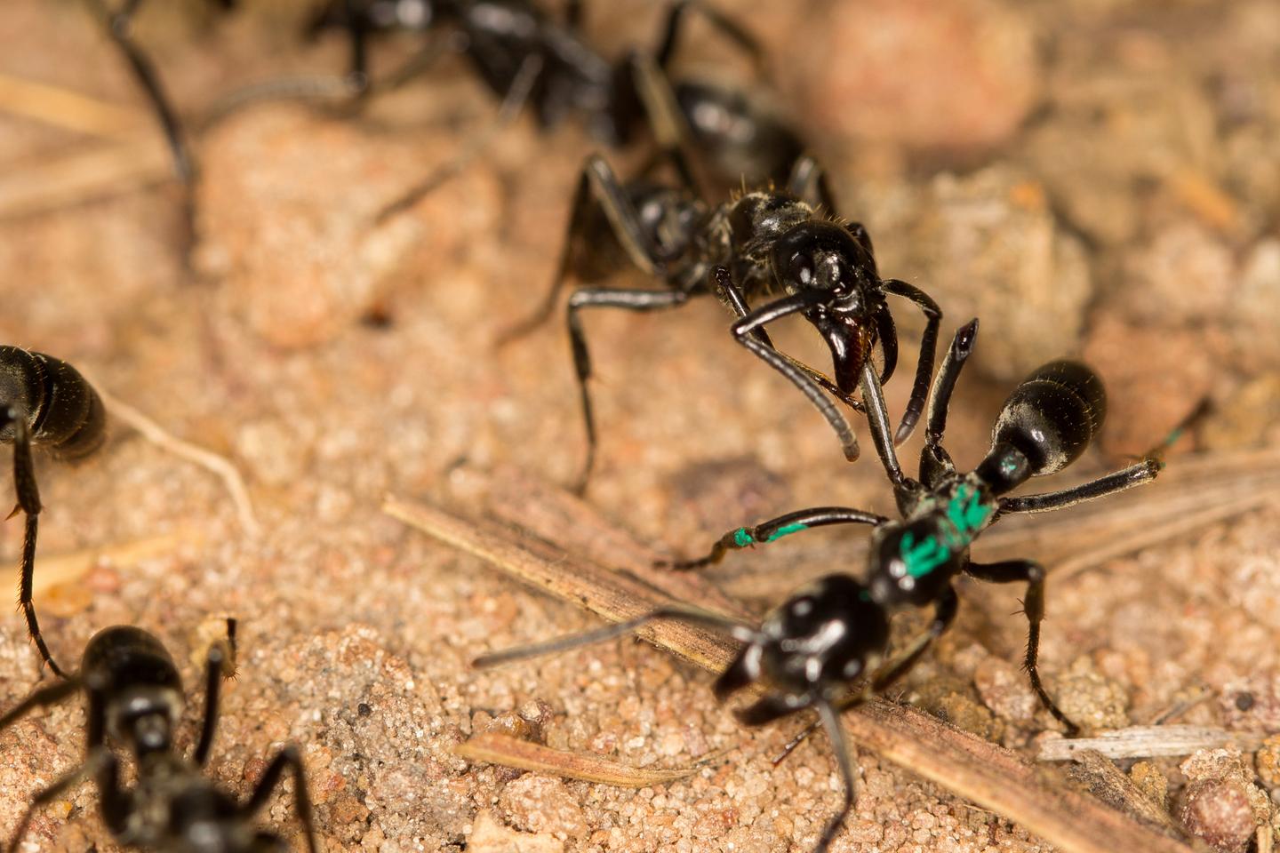 How ants detect and treat infections in their fellow creatures