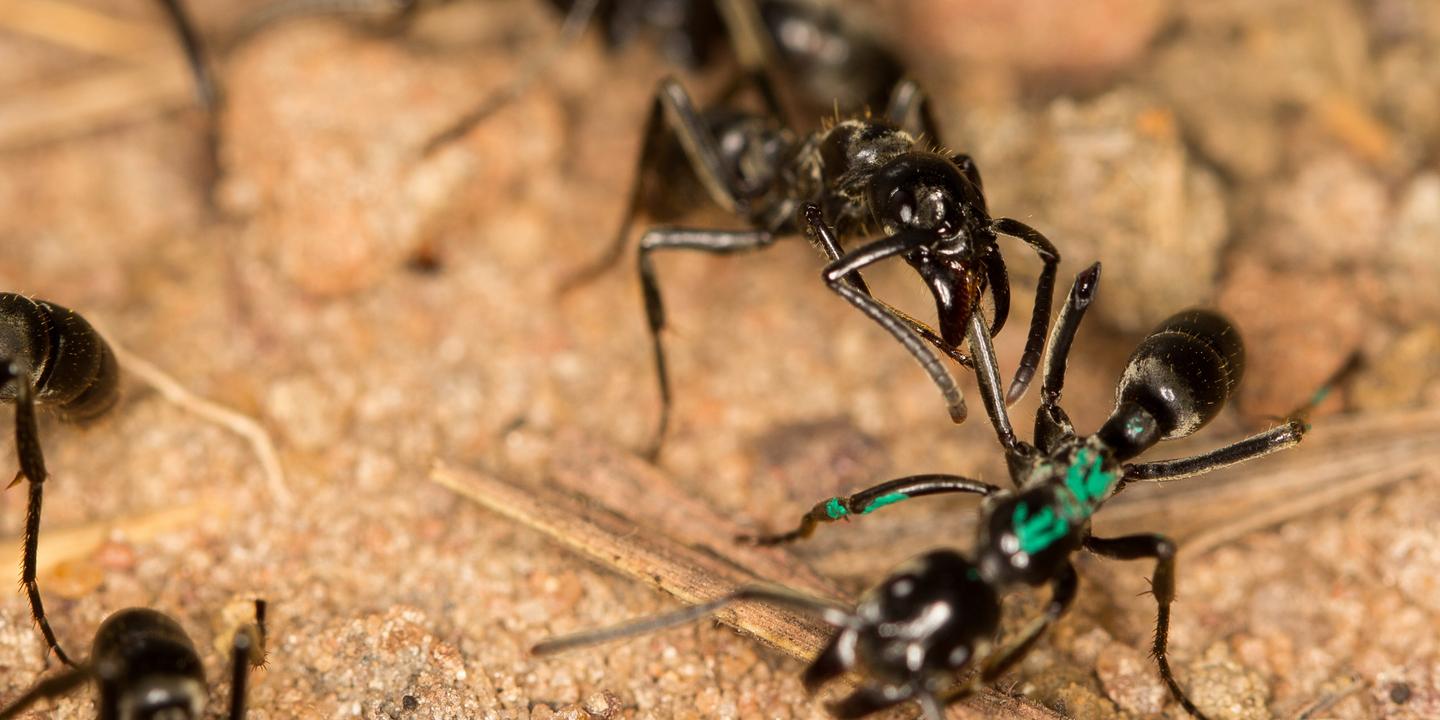How ants detect and treat infections in their fellow creatures