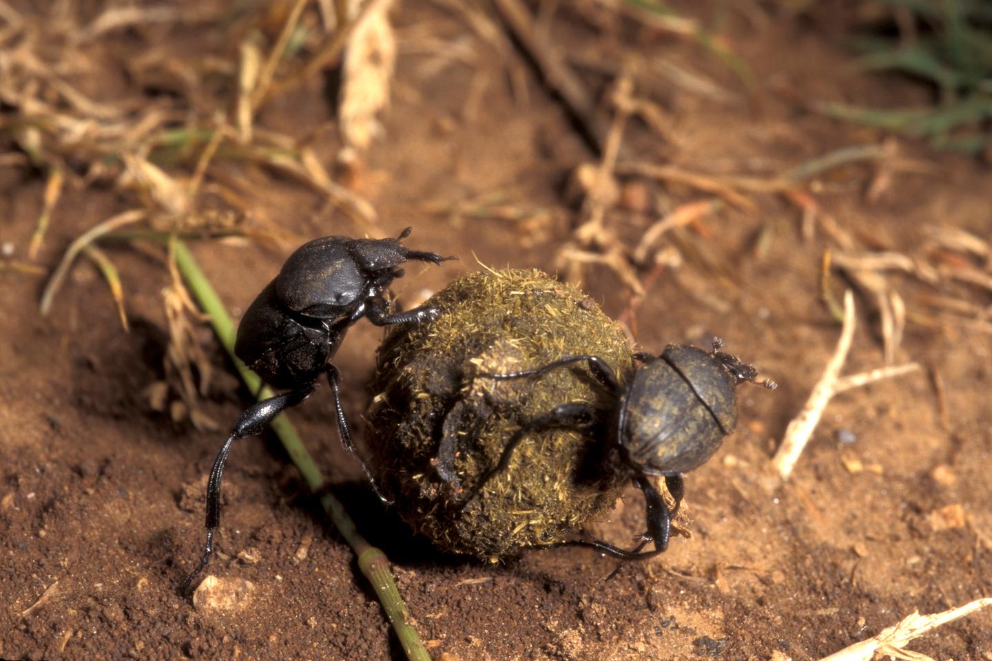 Dung beetle equality: A model of male-female cooperation