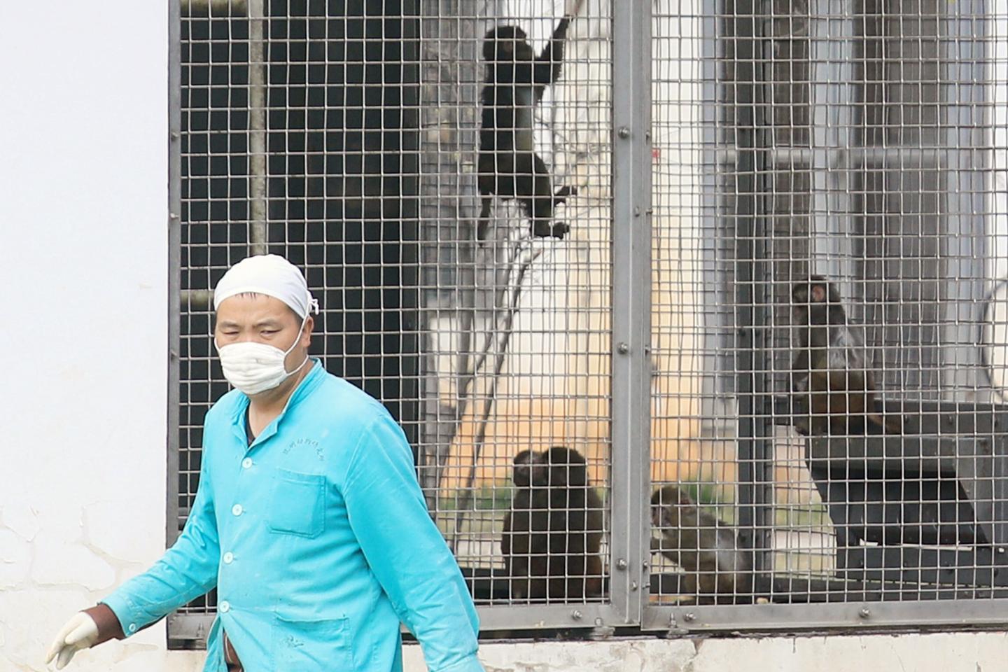 China relies on transgenic monkeys for scientific research
