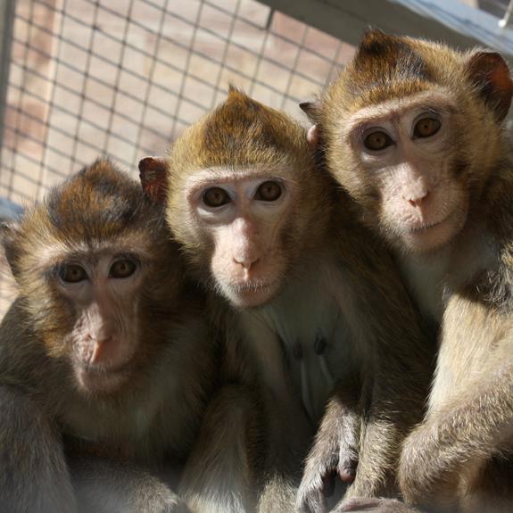 La gostratgie du macaque ou les enjeux de souverainet scientifique et  mdicale