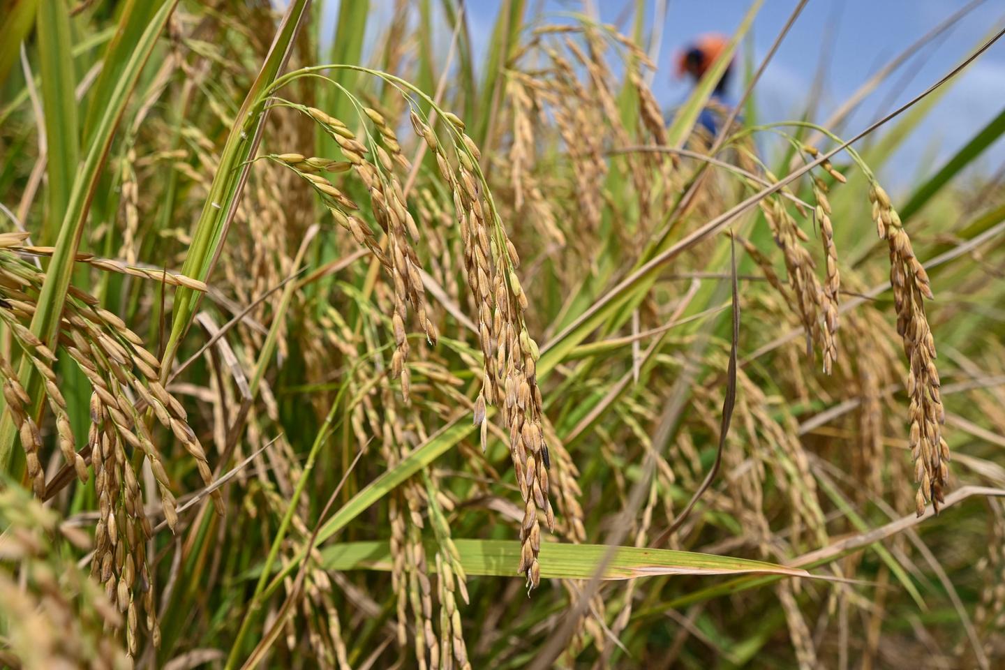 La Côte d’Ivoire suspend l’exportation de produits vivriers au nom de « la sécurité alimentaire »