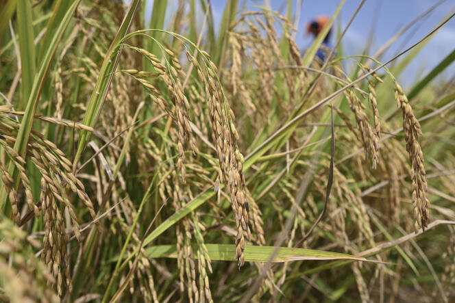Un champ de riz près de Korhogo, en Côte d’Ivoire, en novembre 2023.