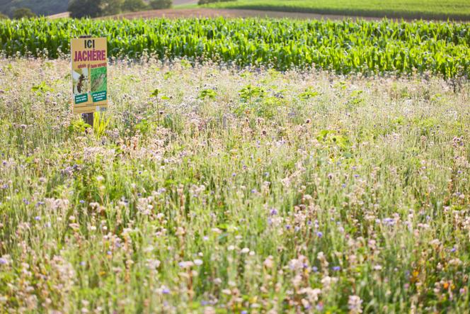 Une jachère en bordure de champ, dans l’Isère, en juillet 2012.