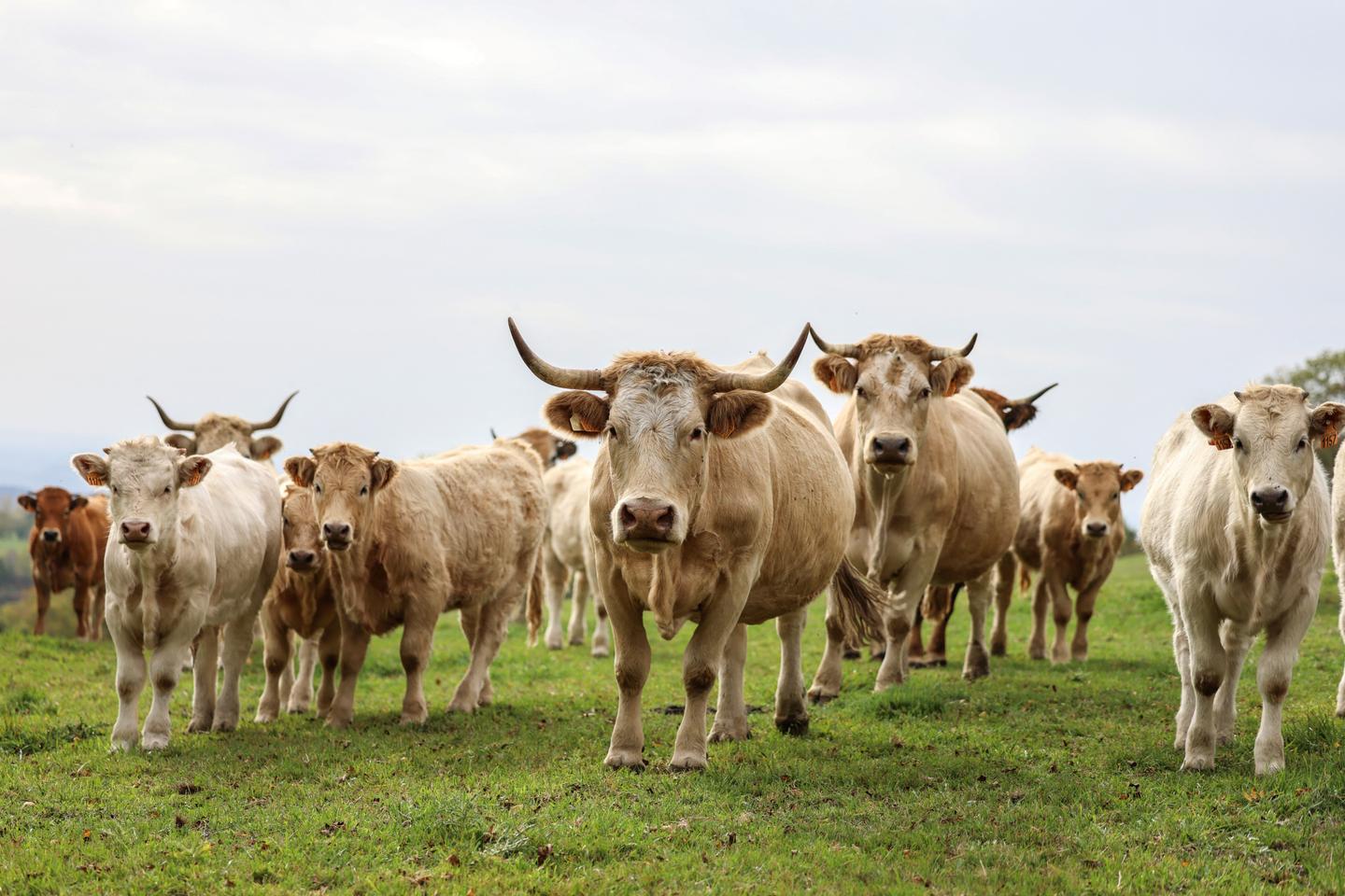 The question of cattle breeders’ income at the heart of agricultural mobilizations