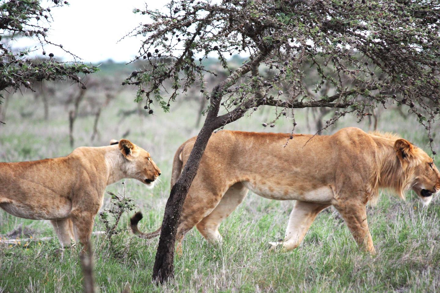 The lion and the ant: A modern fable