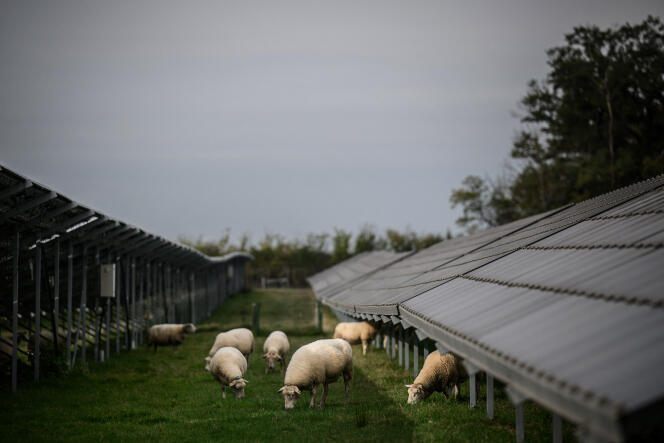 Des panneaux solaires photovoltaïques installés dans un champ de Verneuil (Cher), en octobre 2022.