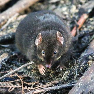 Dusky Ant L’antechine, ce petit marsupial qui perd le sommeil à la saison des amours