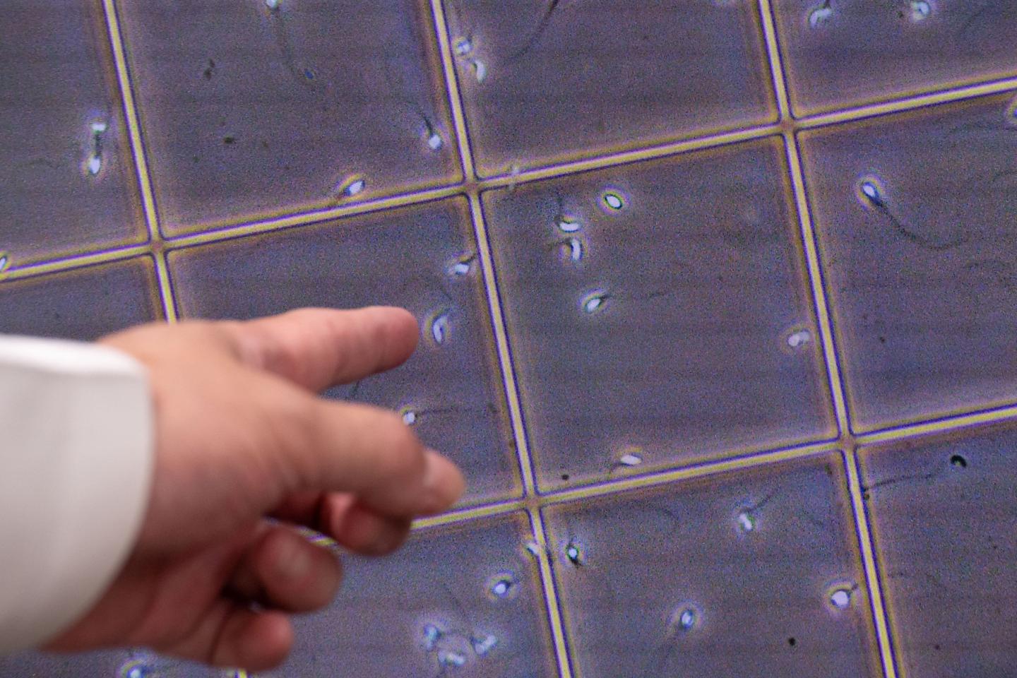 Inline image